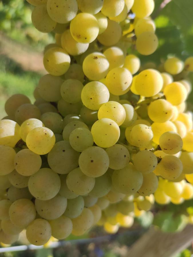 Willa Quinta Santa Lucrecia Braga Zewnętrze zdjęcie